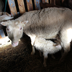 Steina og nýfætt lamb